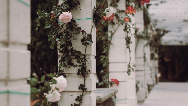 rose vine column structure and building 4k