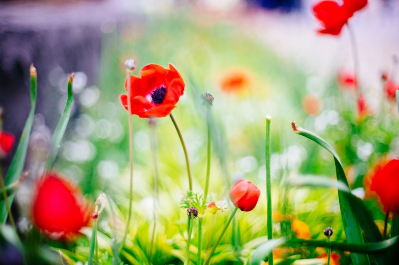 wild red poppies in a field of flowers, wild poppies 4k