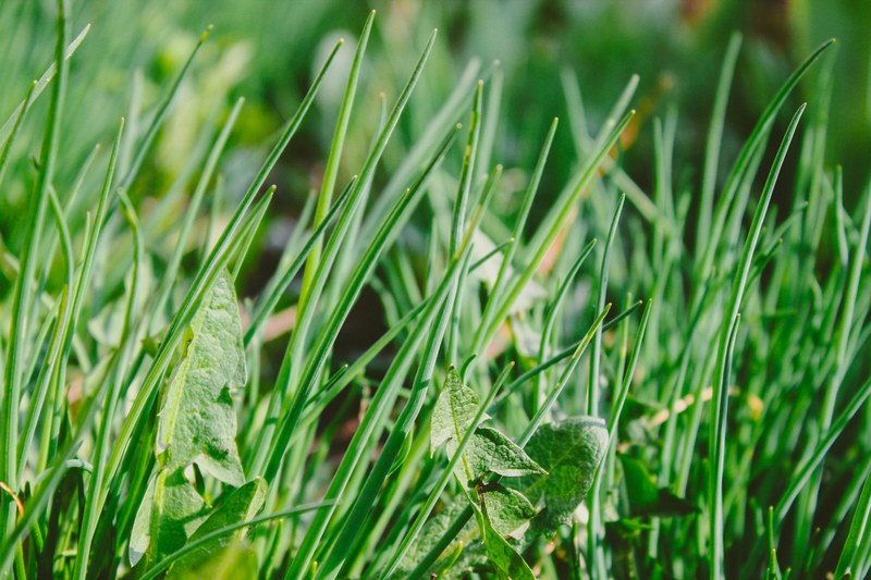 grass weed green and herb 4k