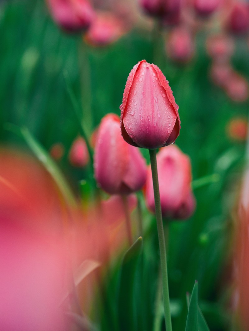 pink tulip flowers with droplets of dew blooming on grass in spring, dew on closed red tulip 4k