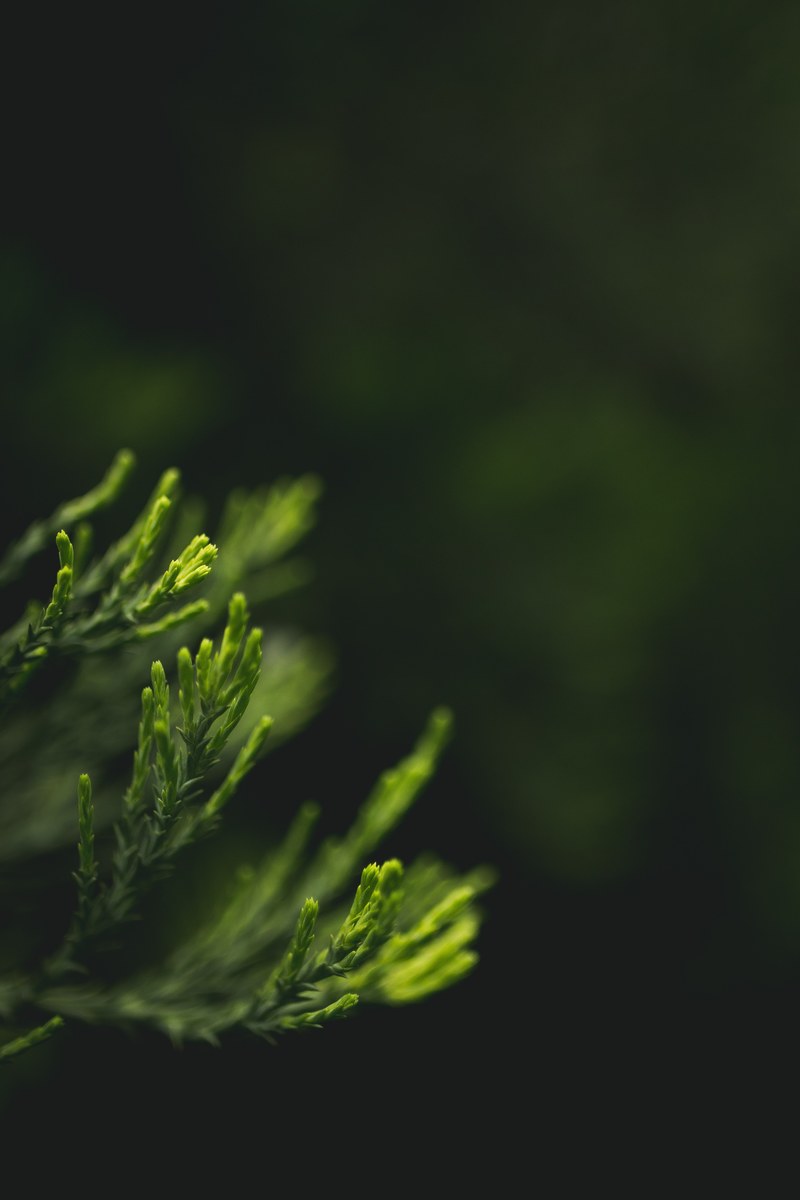 green plant foliage and macro hd, 4k