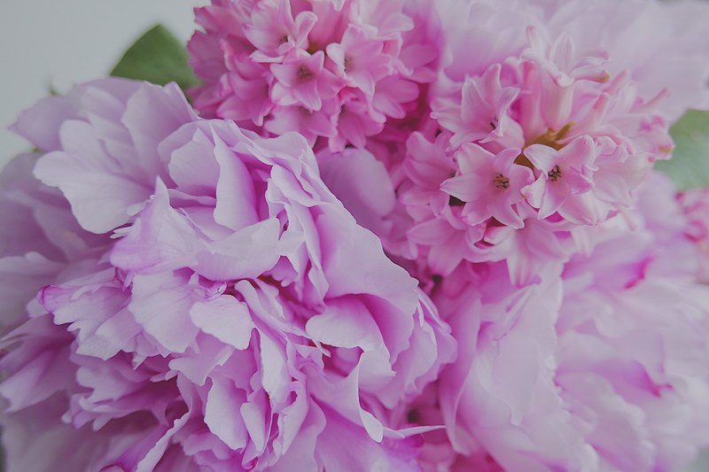 macro of pink hydrangea and hyacinth bouquet arrangement in spring, pions 4k