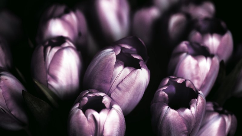 dark purple tulips slowly opening their petals, purple tulips open up 4k