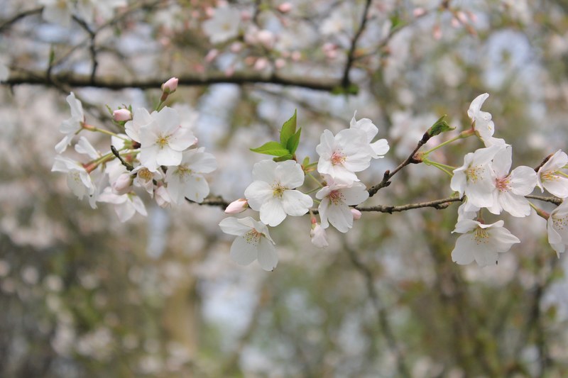 cherry blossom branchlet with flowers in spring, white tree blossom in close up 4k