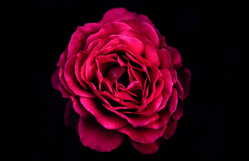 a deep red rose in bloom against a black background, luxurious red rose 4k