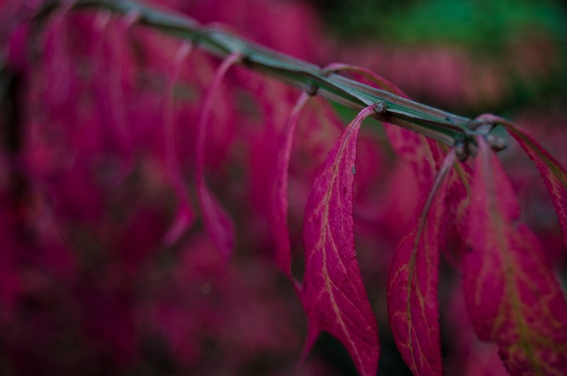 closeup leaves branch and leafe 4k