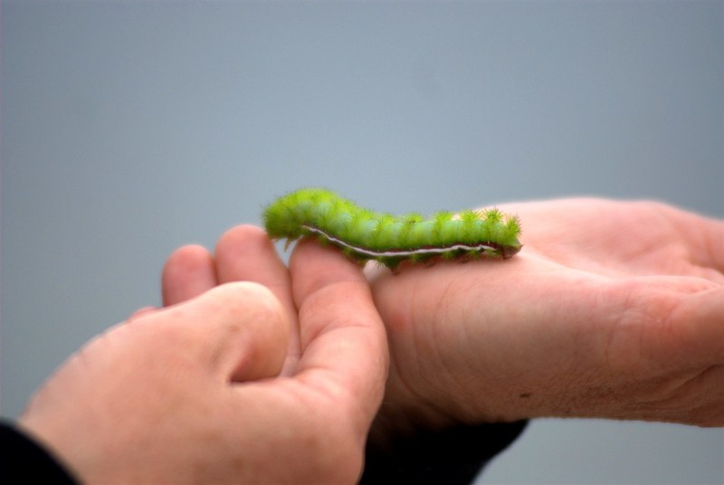 caterpillar hand green and larva 4k