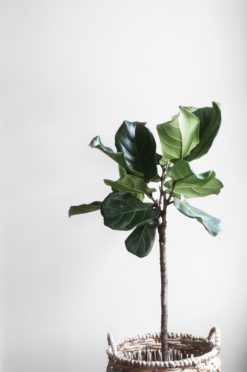 plant leafe basket and houseplant hd, 4k