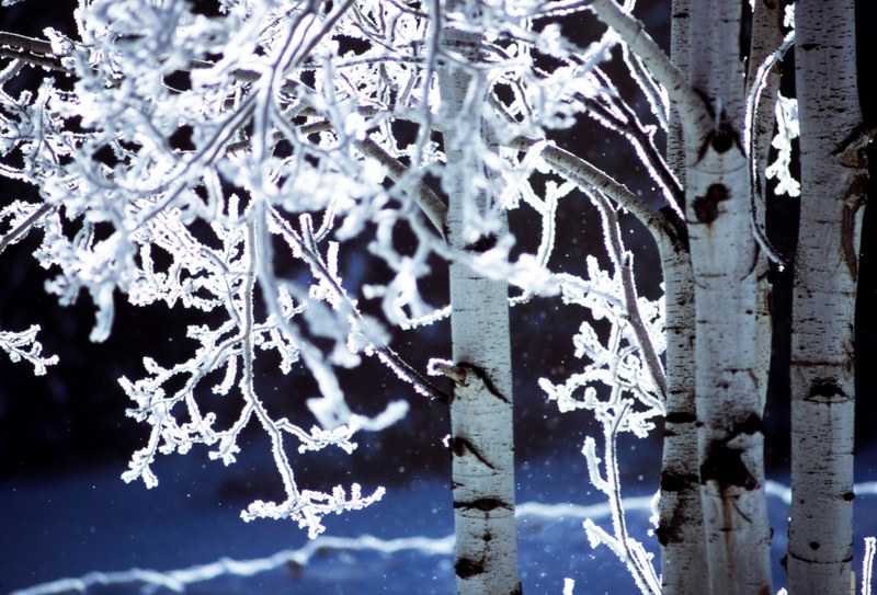 a macro shot of tree branches covered with snow and ice on a winter night, snow covered tree branches 4k