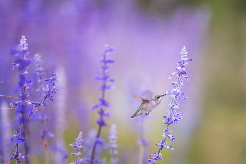 a hummingbird feeding on lavender flowers, hummingbird and fragrant lavender 4k