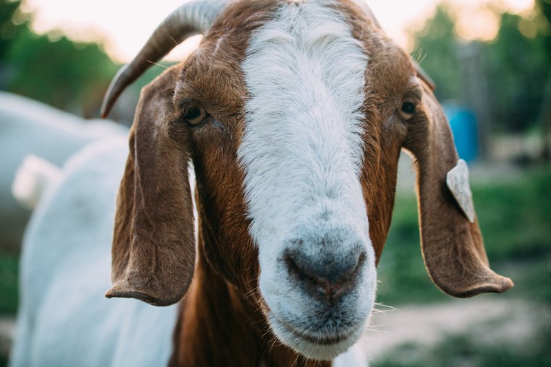 animal goat livestock and face 4k