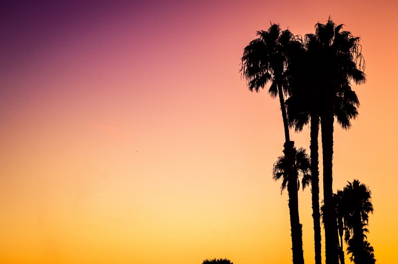 a silhouette of palm trees on venice beach against a vibrant pink and orange sunset sky, venice beach palm trees at sunset 4k