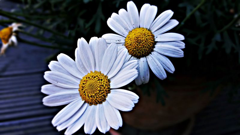 daisies, flowers, petals, 4k