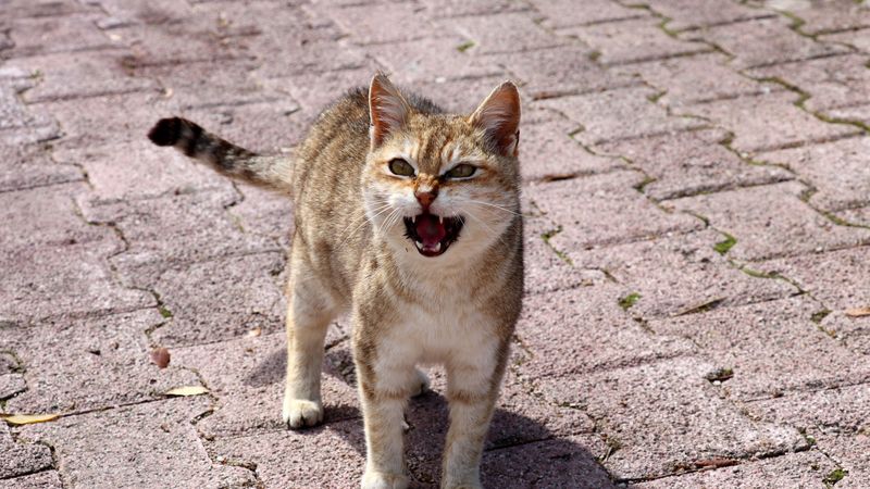 cat, discontent, indignation, 4k