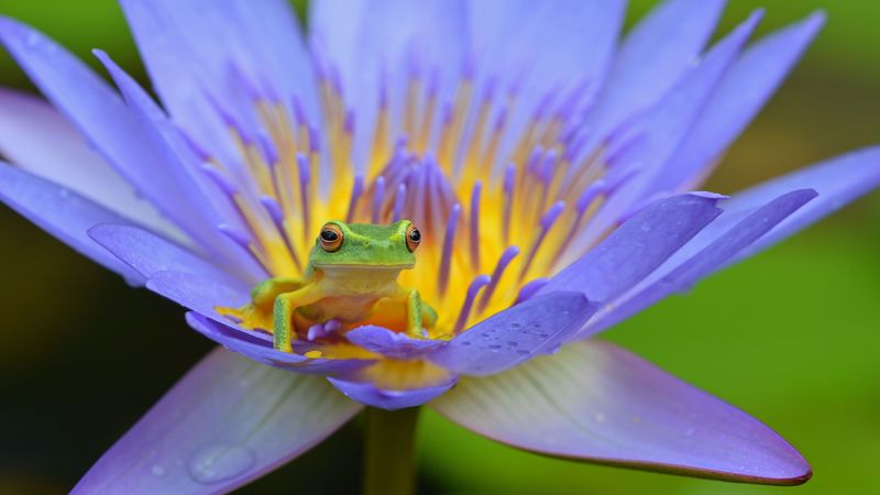 frog, lotus, amphibian, 4k