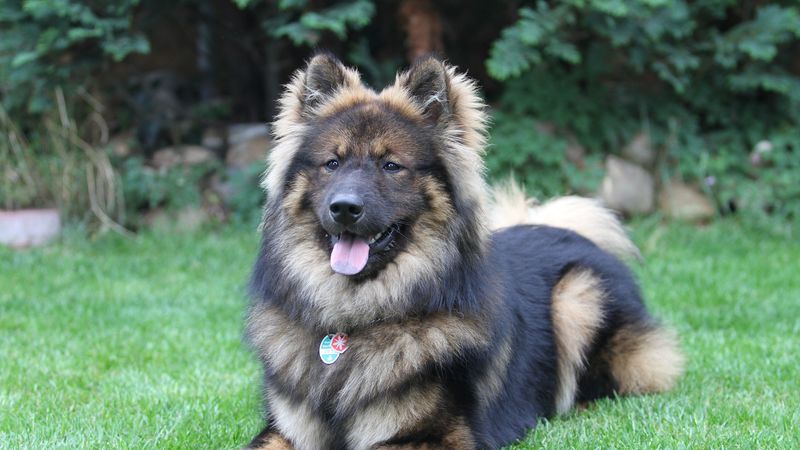 eurasier, eurasian dog, dog, lies, 4k