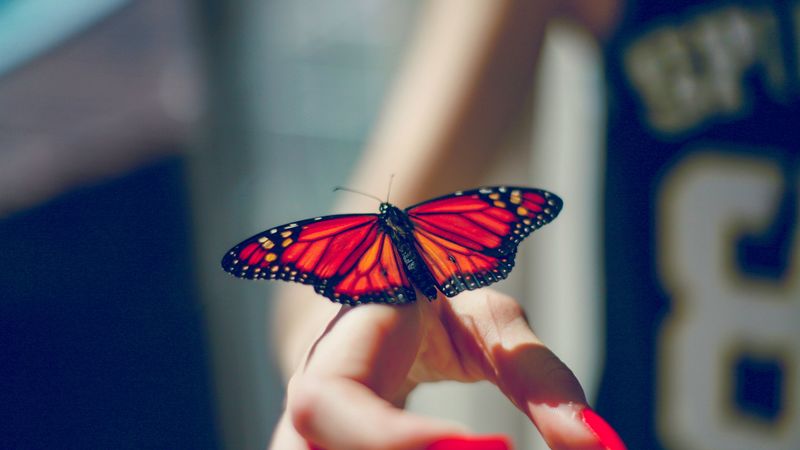 butterfly, insect, hand, 4k