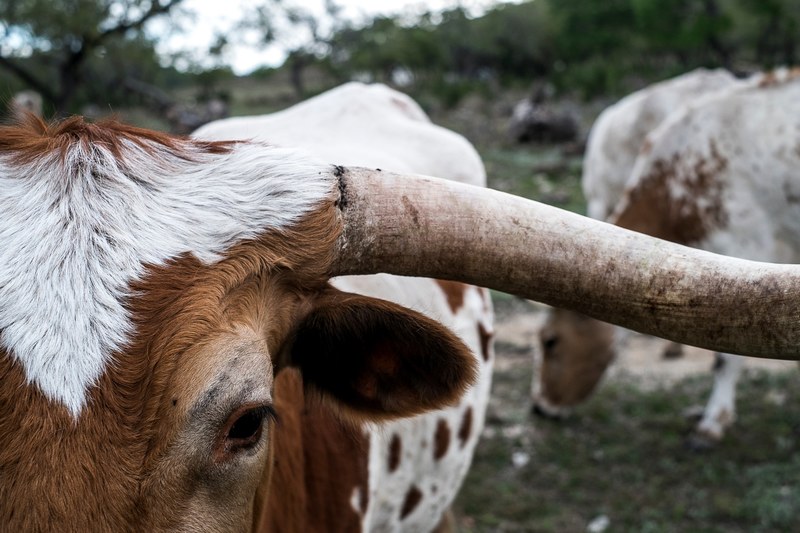 cow horn animal and bull 4k