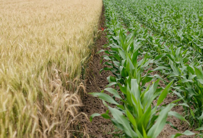 field wheat crop and plant 4k