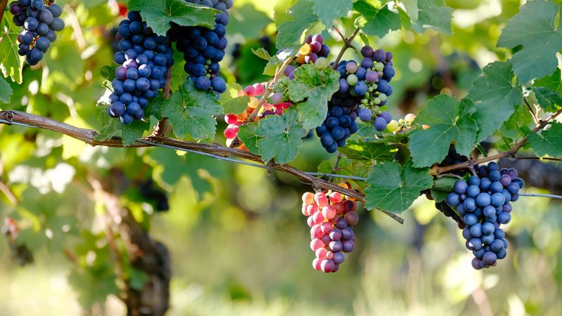 grape, vine, branches, berries, 4k