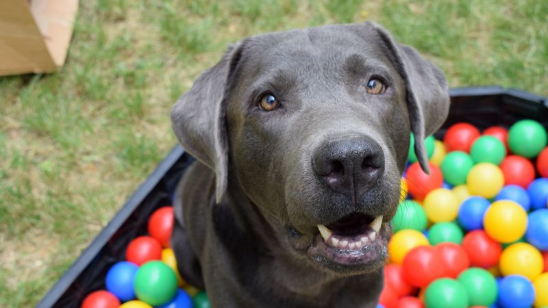 dog, muzzle, balls, 4k