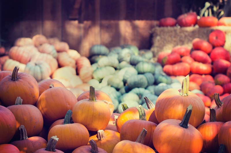 pumpkin halloween october and pumpkin patch 4k
