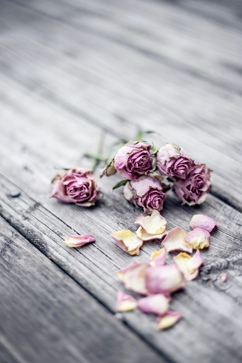 rose flower dried and petal hd, 4k