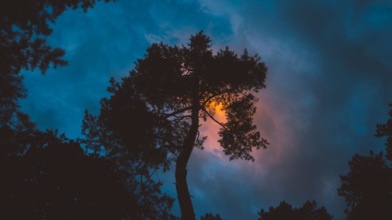 tree, night, sunset, sky, 4k