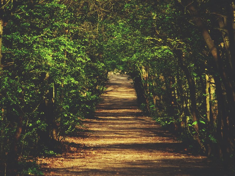 path track tree and leafe 4k