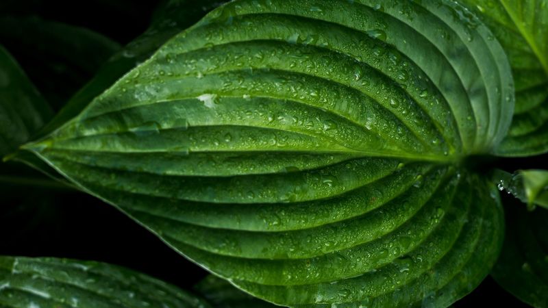 leaf, drops, surface, 4k