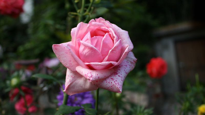 rose, bud, pink, petals, 4k