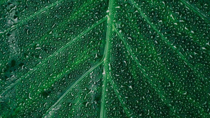 leaf, drops, surface, 4k