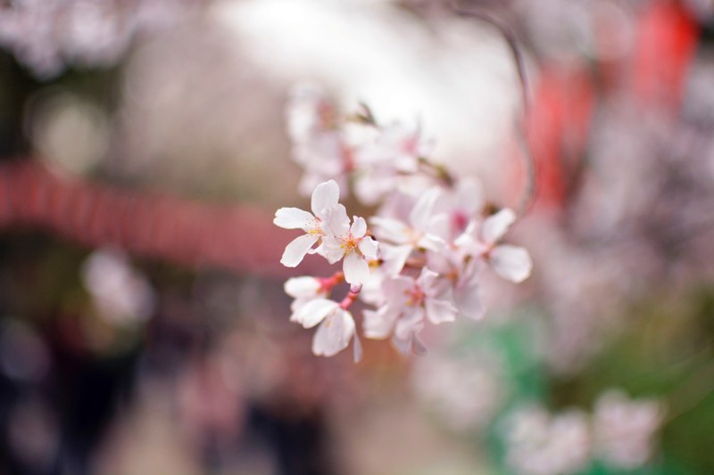 close up of white flowers on top of a branchlet, white blossom in close up 4k