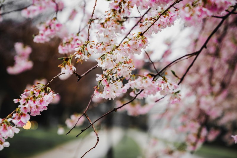 pink cherry blossom blooming on branch close up in spring, cherry bloom 4k