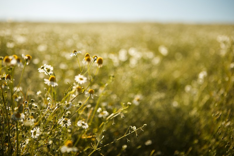 a patch of chamomile flowers in a green field, chamomile field 4k