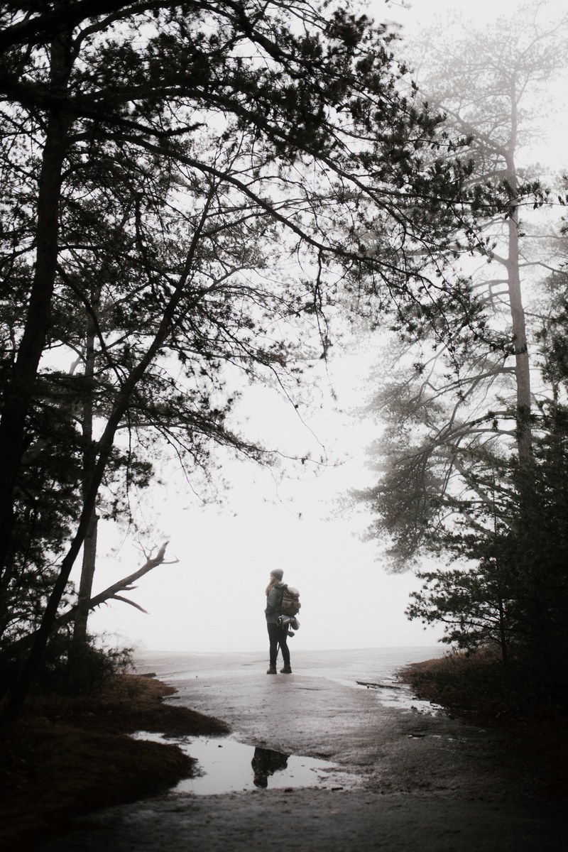 fog and forest 4k