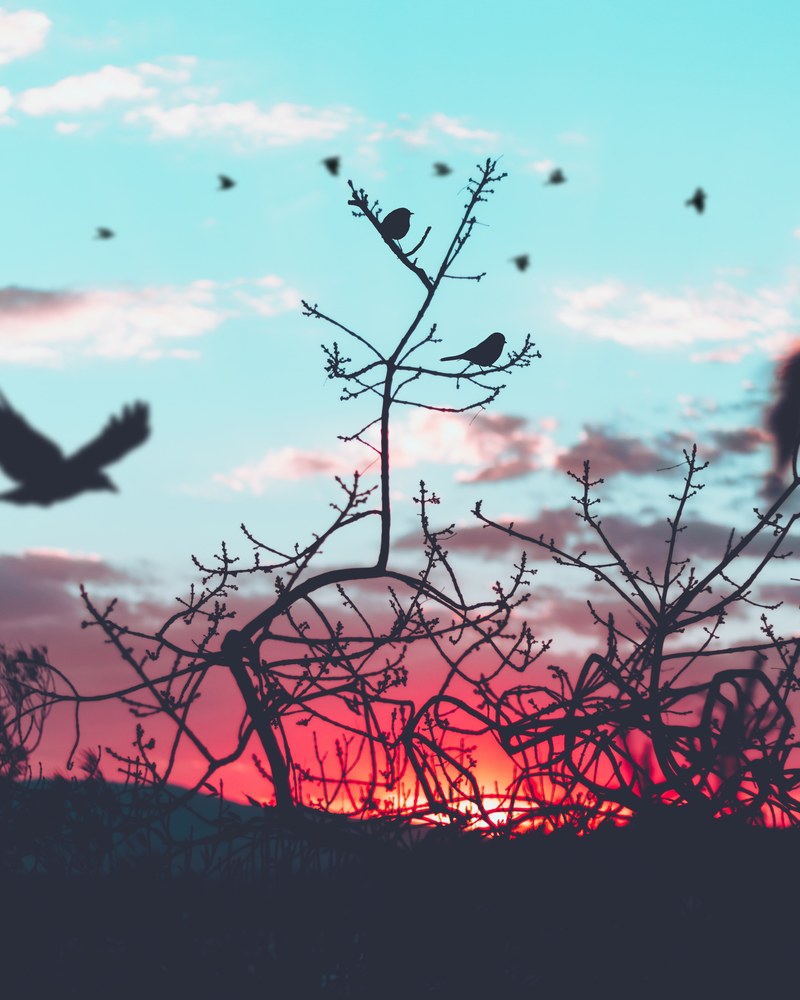 silhouette birds perched on tree branch backed by a light blue sky with pick sun kissed clouds at sunrise or sunset in toluca, sky 4k