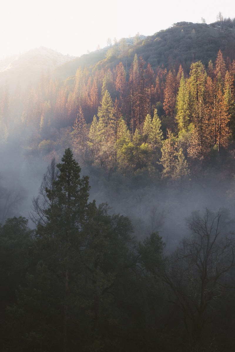 a forest with autumn colored trees on hills near merced river, winter colors near yosemite 4k