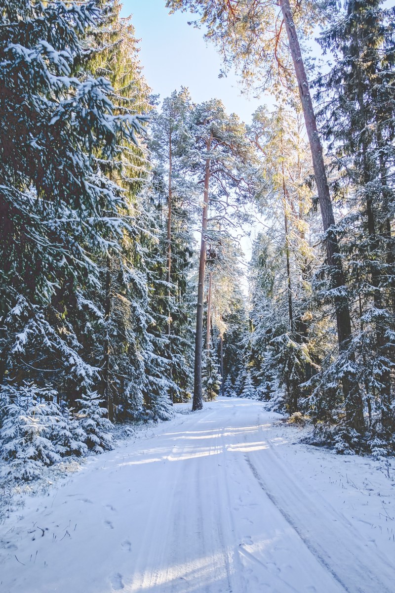 a snowy path in an evergreen forest, snow covered forest path 4k