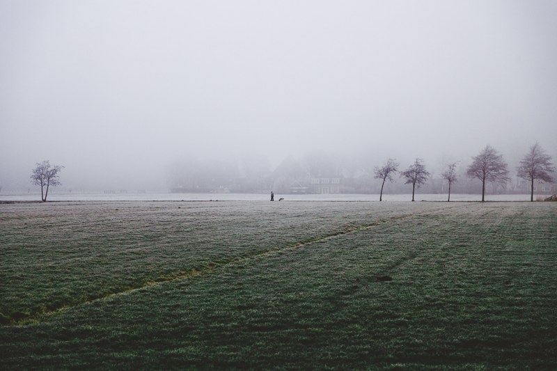 mist covers a rural field and bare trees in leeuwarden, feels lika a wwii scene_ 4k