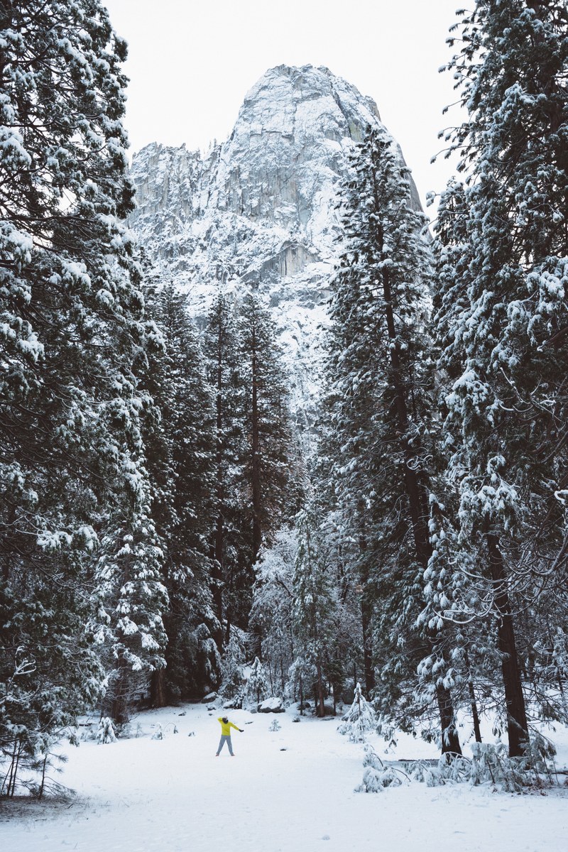 a ground view of the evergreen at yosemite valley at yosemite national park in northern california, scale 4k