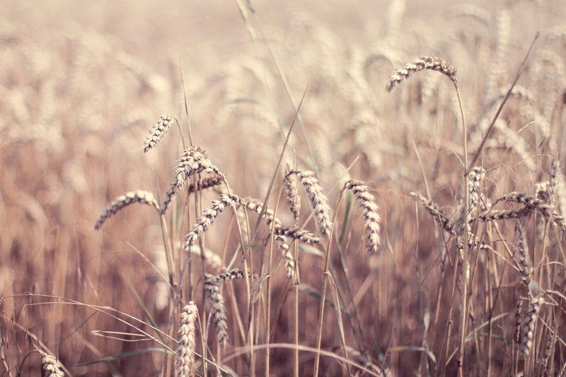 brown grains of wheat in a farm field, grain crop 4k
