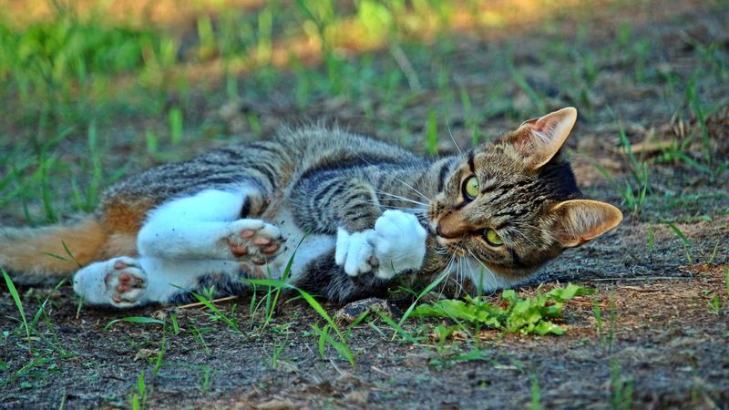 cat, playful, lying, striped, 4k
