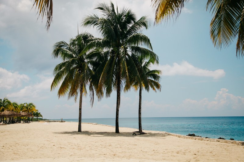 three palm trees cast short shadows on a sunny beach, palm trees at noon 4k