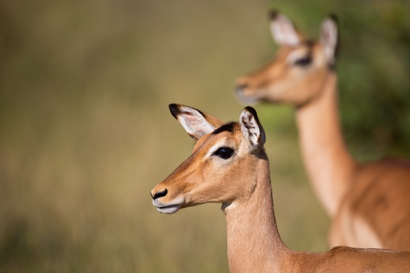 impala deer fawn and fur 4k