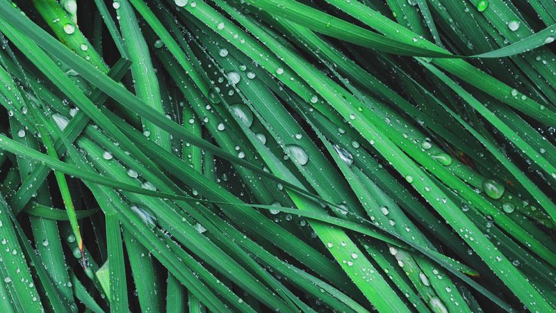 grass, drops, dew, 4k