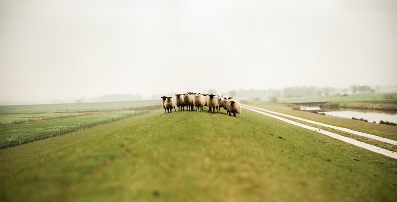 herd of sheep walks on the rural hillside on a foggy day, flock of sheep 4k