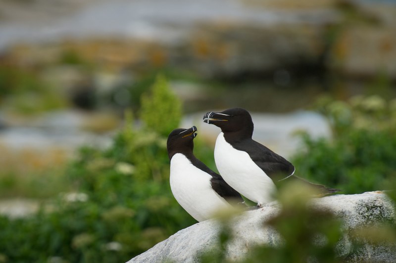 two black and white birds huddled closely on a white rock, razorbill pair 4k