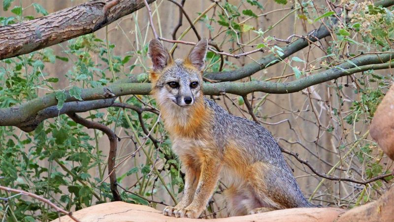 fox, beast, cute, stone, 4k