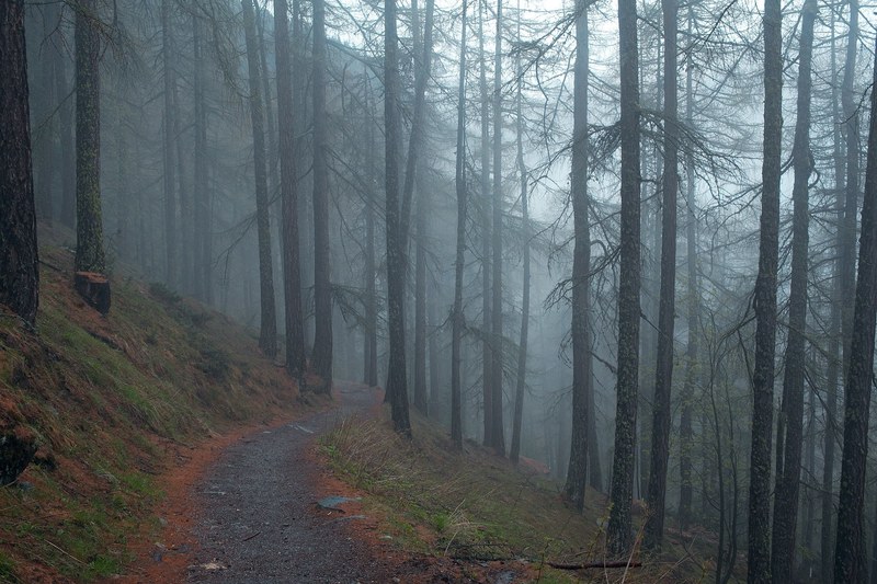 a winding footpath in a mist shrouded forest, dirt path in foggy woods 4k